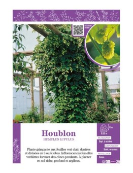 HUMULUS LUPULUS voir HOUBLON