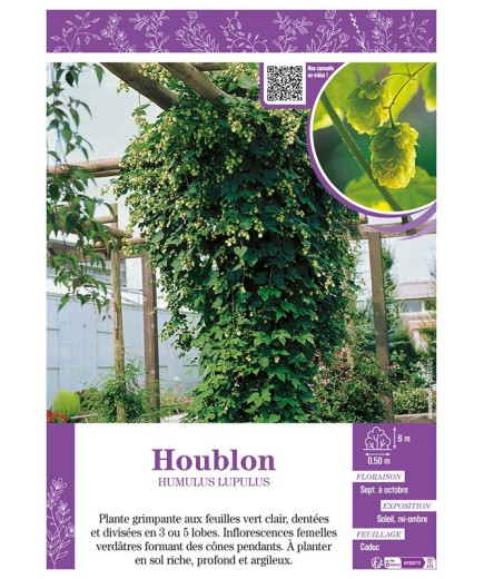 HUMULUS LUPULUS voir HOUBLON