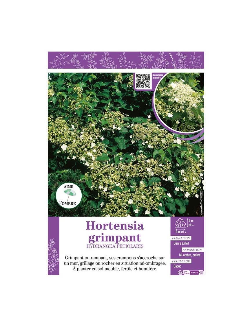 HYDRANGEA PETIOLARIS voir HORTENSIA GRIMPANT