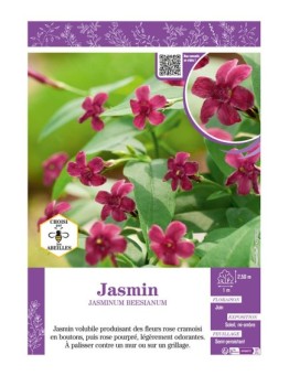 JASMINUM BEESIANUM voir JASMIN (rose)