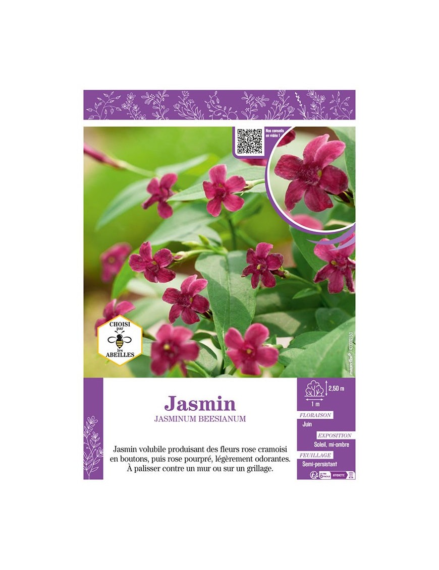 JASMINUM BEESIANUM voir JASMIN (rose)