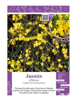 JASMINUM NUDIFLORUM voir JASMIN D'HIVER