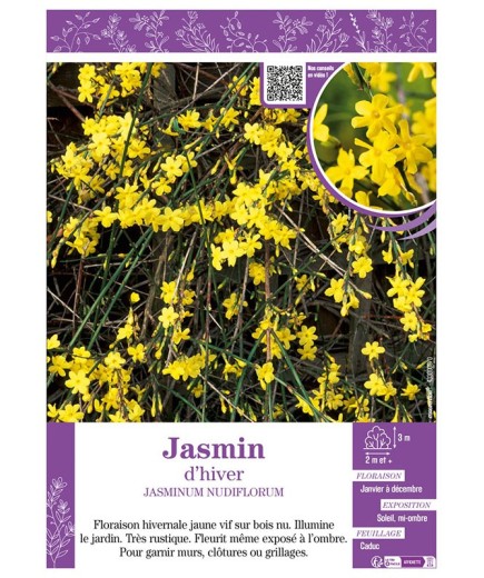 JASMINUM NUDIFLORUM voir JASMIN D'HIVER