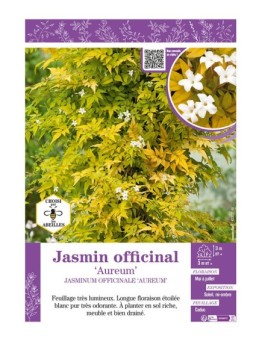 JASMINUM OFFICINALE AUREUM voir JASMIN OFFICINAL