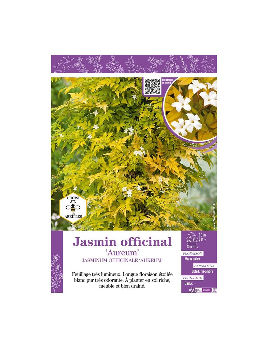 JASMINUM OFFICINALE AUREUM voir JASMIN OFFICINAL