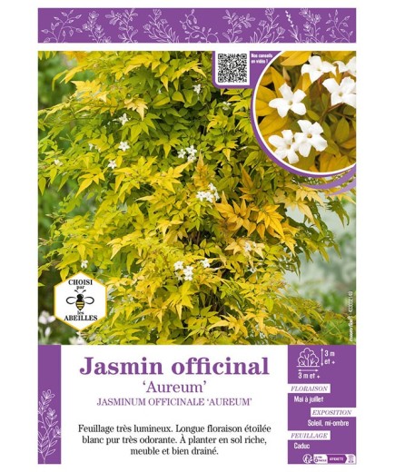 JASMINUM OFFICINALE AUREUM voir JASMIN OFFICINAL