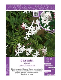 JASMINUM OFFICINALE voir JASMIN D'ÉTÉ