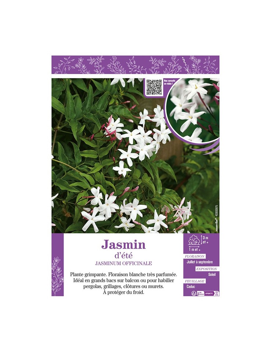 JASMINUM OFFICINALE voir JASMIN D'ÉTÉ