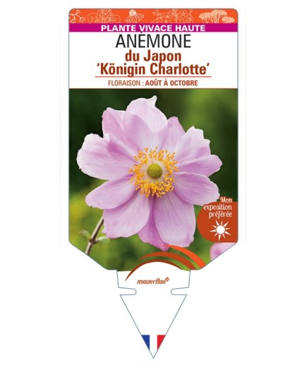ANEMONE x hybrida Königin Charlotte voir Anémone du Japon