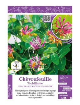 LONICERA HECKROTTII GOLDFLAME voir CHÈVREFEUILLE