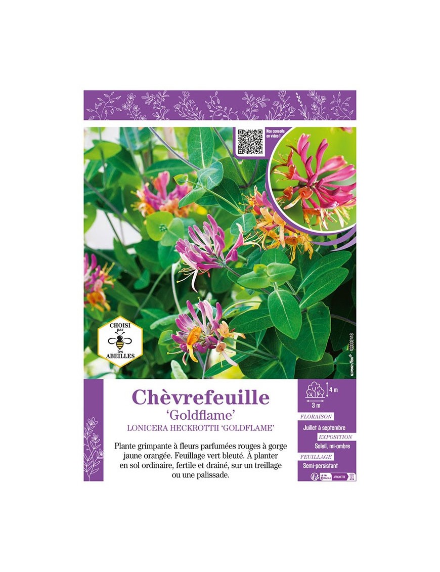 LONICERA HECKROTTII GOLDFLAME voir CHÈVREFEUILLE