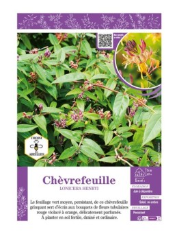 LONICERA HENRYI voir CHÈVREFEUILLE