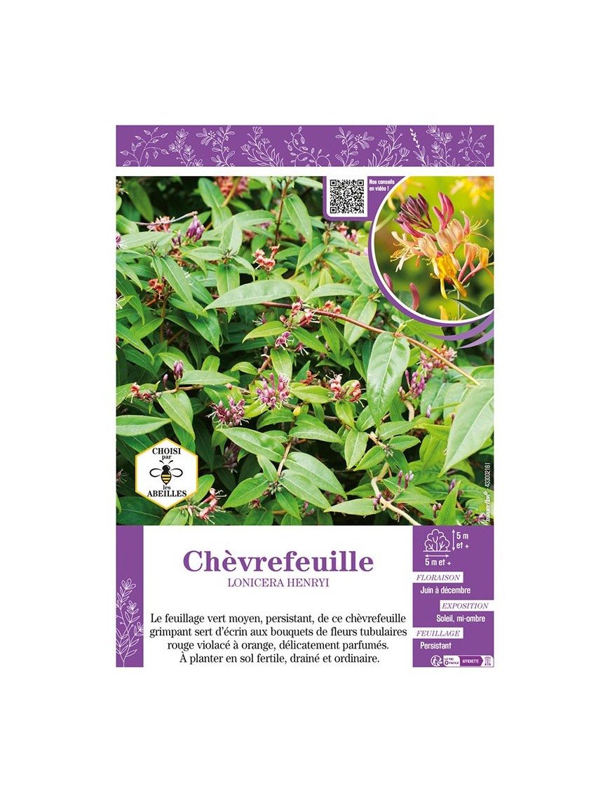 LONICERA HENRYI voir CHÈVREFEUILLE