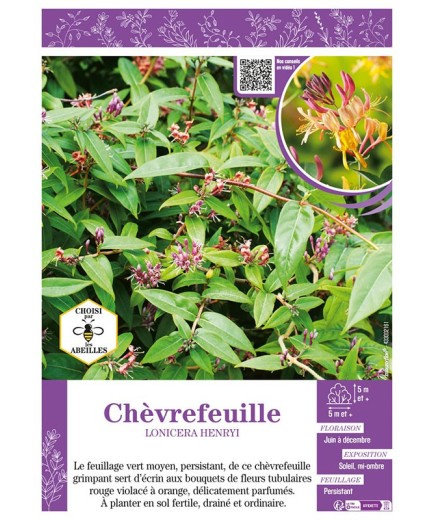 LONICERA HENRYI voir CHÈVREFEUILLE