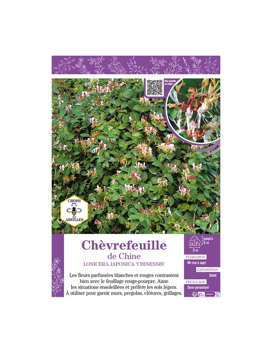 LONICERA JAPONICA CHIINENSIS voir CHÈVREFEUILLE DE CHINE