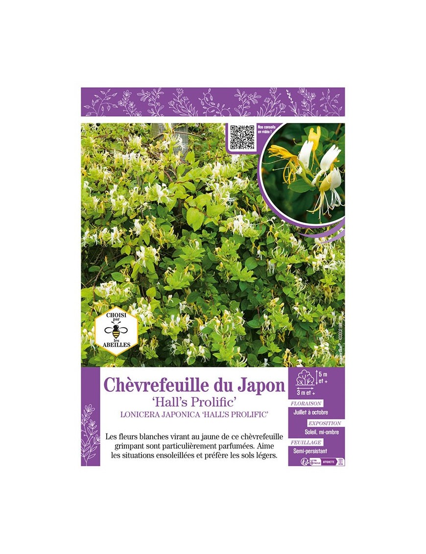 LONICERA JAPONICA HALL'S PROLIFIC voir CHÈVREFEUILLE DU JAPON