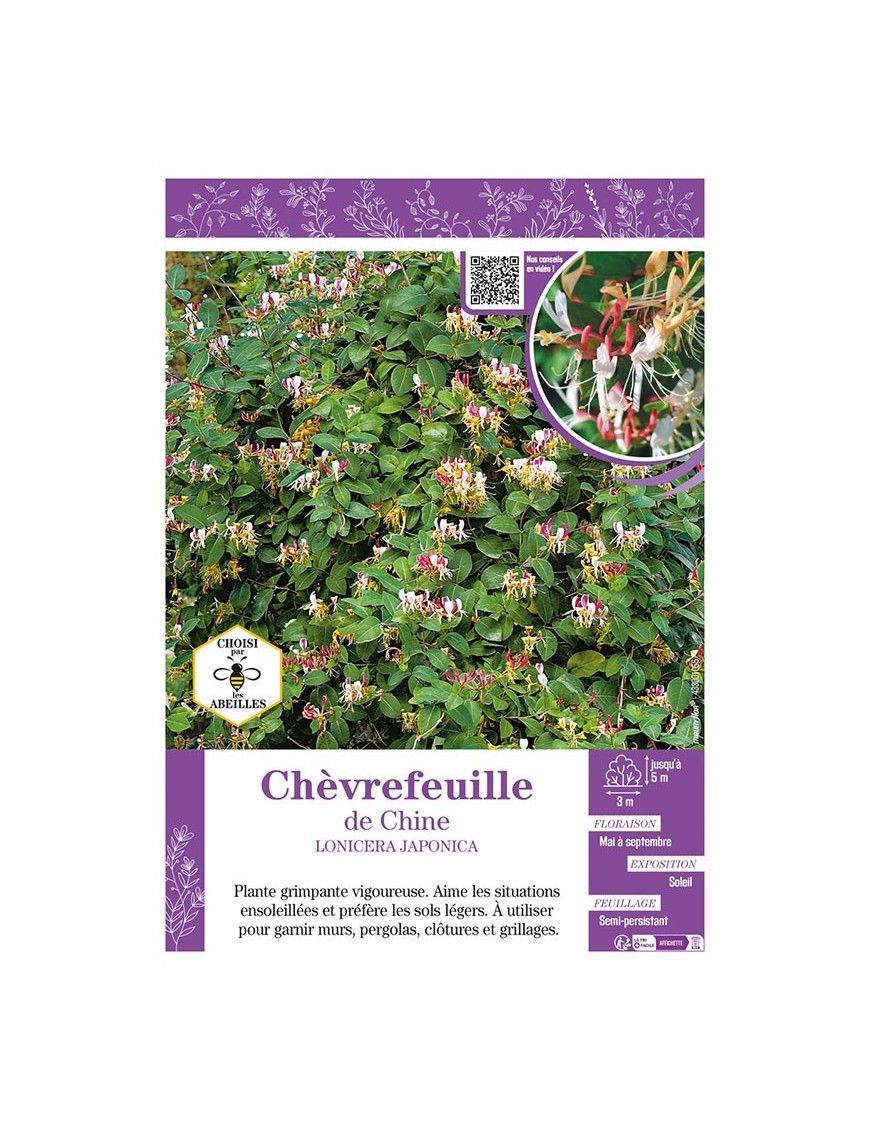 LONICERA JAPONICA voir Chèvrefeuille de Chine