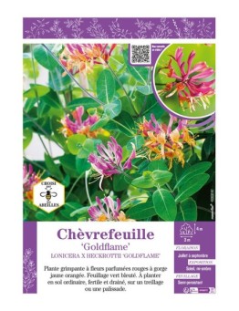 LONICERA X HECKROTTII GOLDFLAME voir CHÈVREFEUILLE
