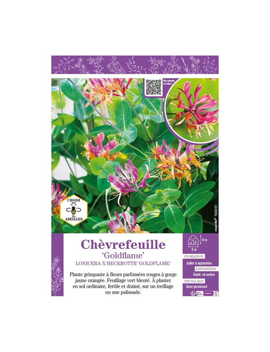 LONICERA X HECKROTTII GOLDFLAME voir CHÈVREFEUILLE