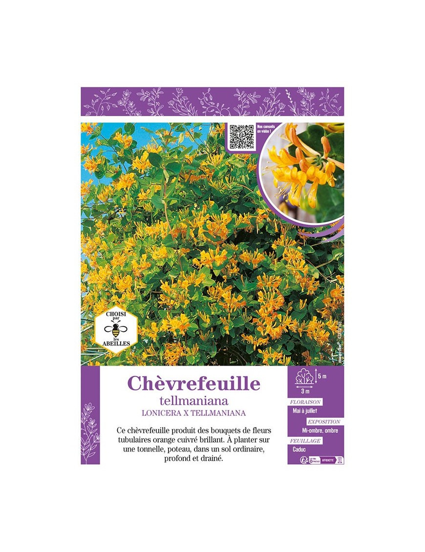 LONICERA X TELLMANIANA voir CHÈVREFEUILLE