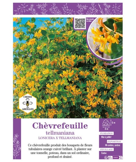 LONICERA X TELLMANIANA voir CHÈVREFEUILLE