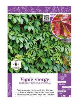 PARTHENOCISSUS QUINQUEFOLIA voir VIGNE VIERGE