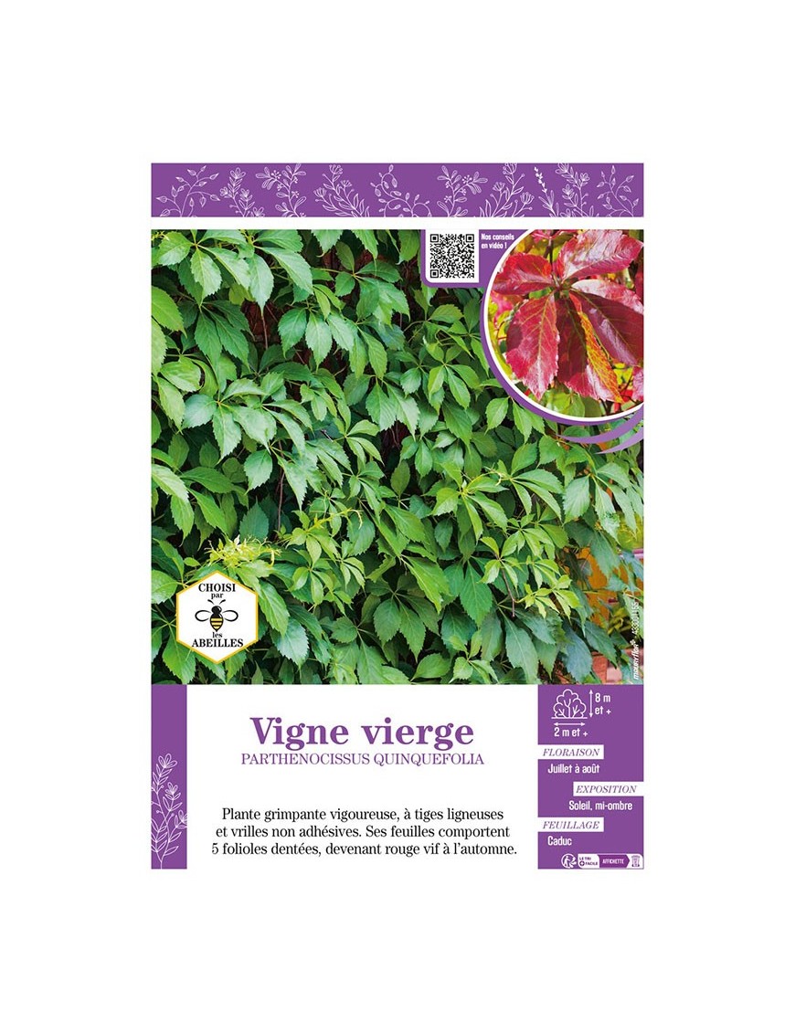 PARTHENOCISSUS QUINQUEFOLIA voir VIGNE VIERGE