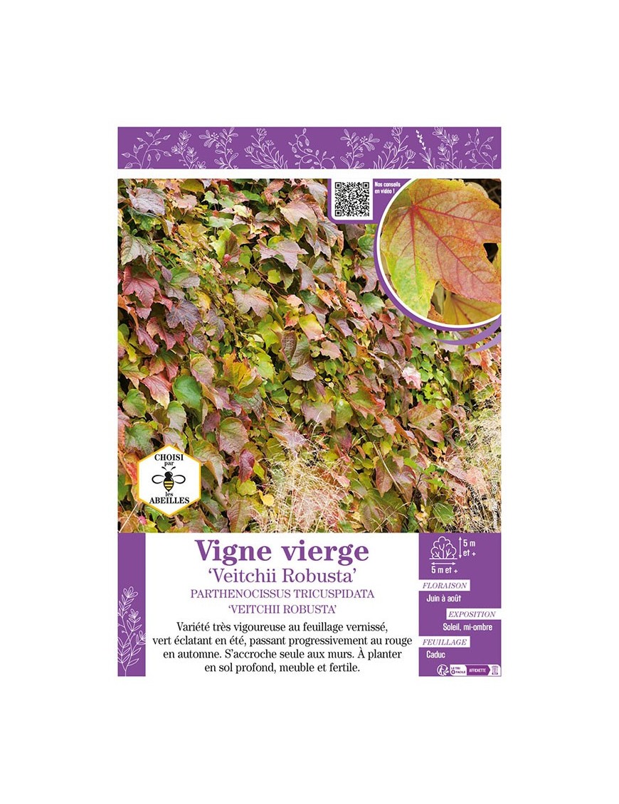 PARTHENOCISSUS TRICUSPIDATA VEITCHII ROBUSTA voir VIGNE VIERGE