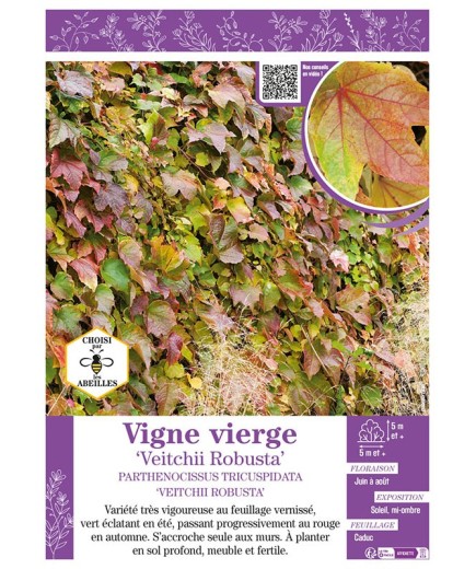 PARTHENOCISSUS TRICUSPIDATA VEITCHII ROBUSTA voir VIGNE VIERGE