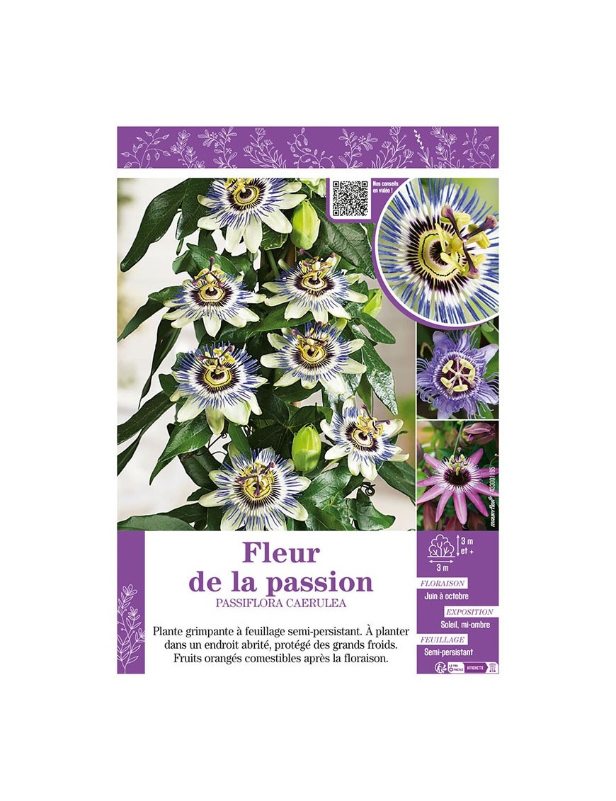 PASSIFLORA CAERULEA voir FLEUR DE LA PASSION
