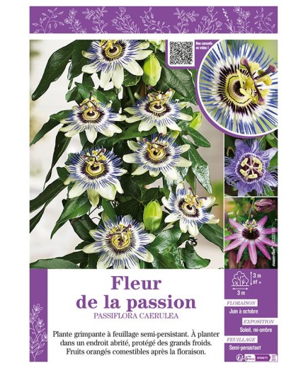 PASSIFLORA CAERULEA voir FLEUR DE LA PASSION