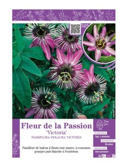 PASSIFLORA VIOLACEA VICTORIA voir FLEUR DE LA PASSION