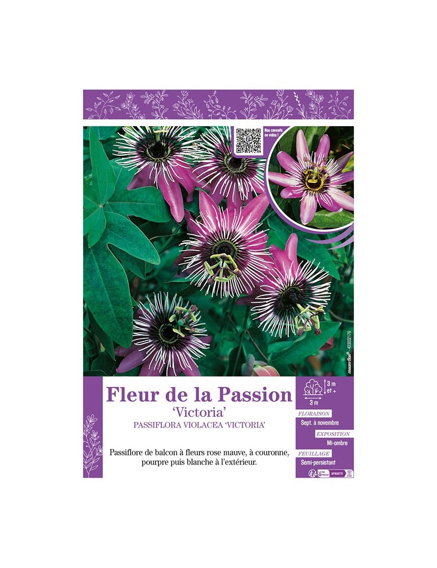 PASSIFLORA VIOLACEA VICTORIA voir FLEUR DE LA PASSION