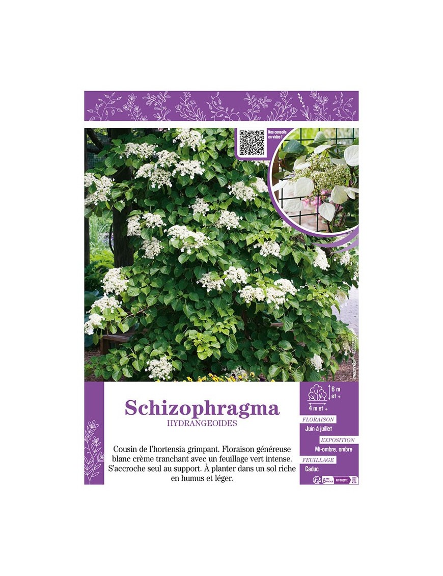 SCHIZOPHRAGMA HYDRANGEOIDES