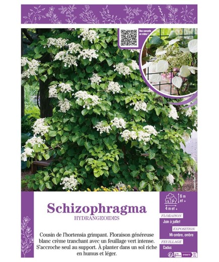 SCHIZOPHRAGMA HYDRANGEOIDES