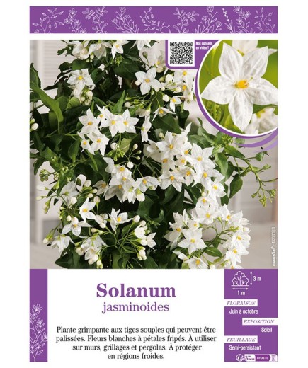 SOLANUM JASMINOIDES