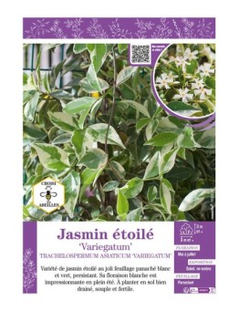 TRACHELOSPERMUM ASIATICUM VARIEGATUM voir JASMIN ÉTOILÉ