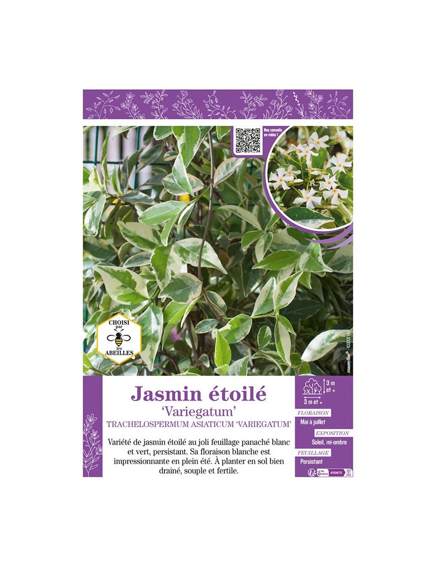TRACHELOSPERMUM ASIATICUM VARIEGATUM voir JASMIN ÉTOILÉ