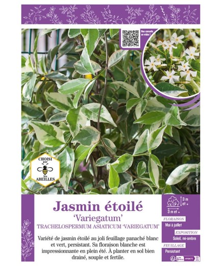 TRACHELOSPERMUM ASIATICUM VARIEGATUM voir JASMIN ÉTOILÉ