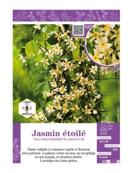 TRACHELOSPERMUM ASIATICUM voir JASMIN ÉTOILÉ