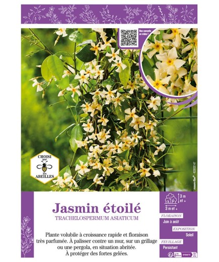 TRACHELOSPERMUM ASIATICUM voir JASMIN ÉTOILÉ