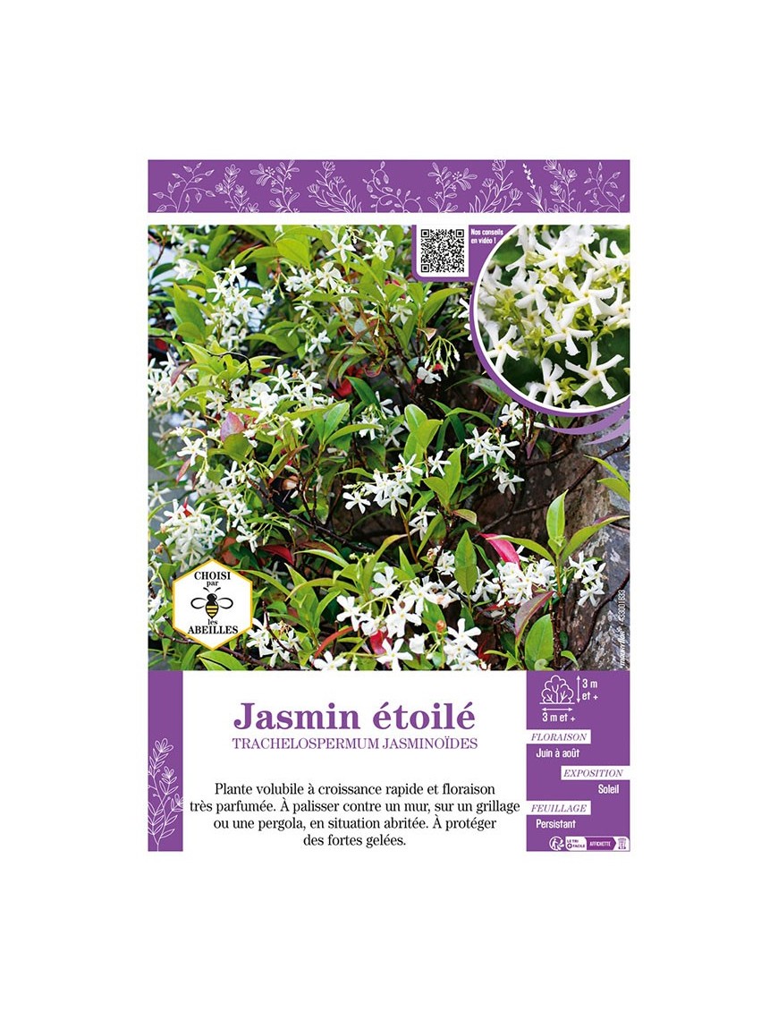 TRACHELOSPERMUM JASMINOÏDES voir JASMIN ÉTOILÉ