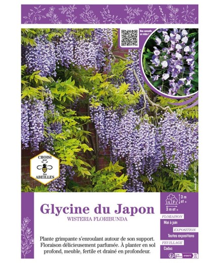 WISTERIA FLORIBUNDA voir GLYCINE DU JAPON (bleue)
