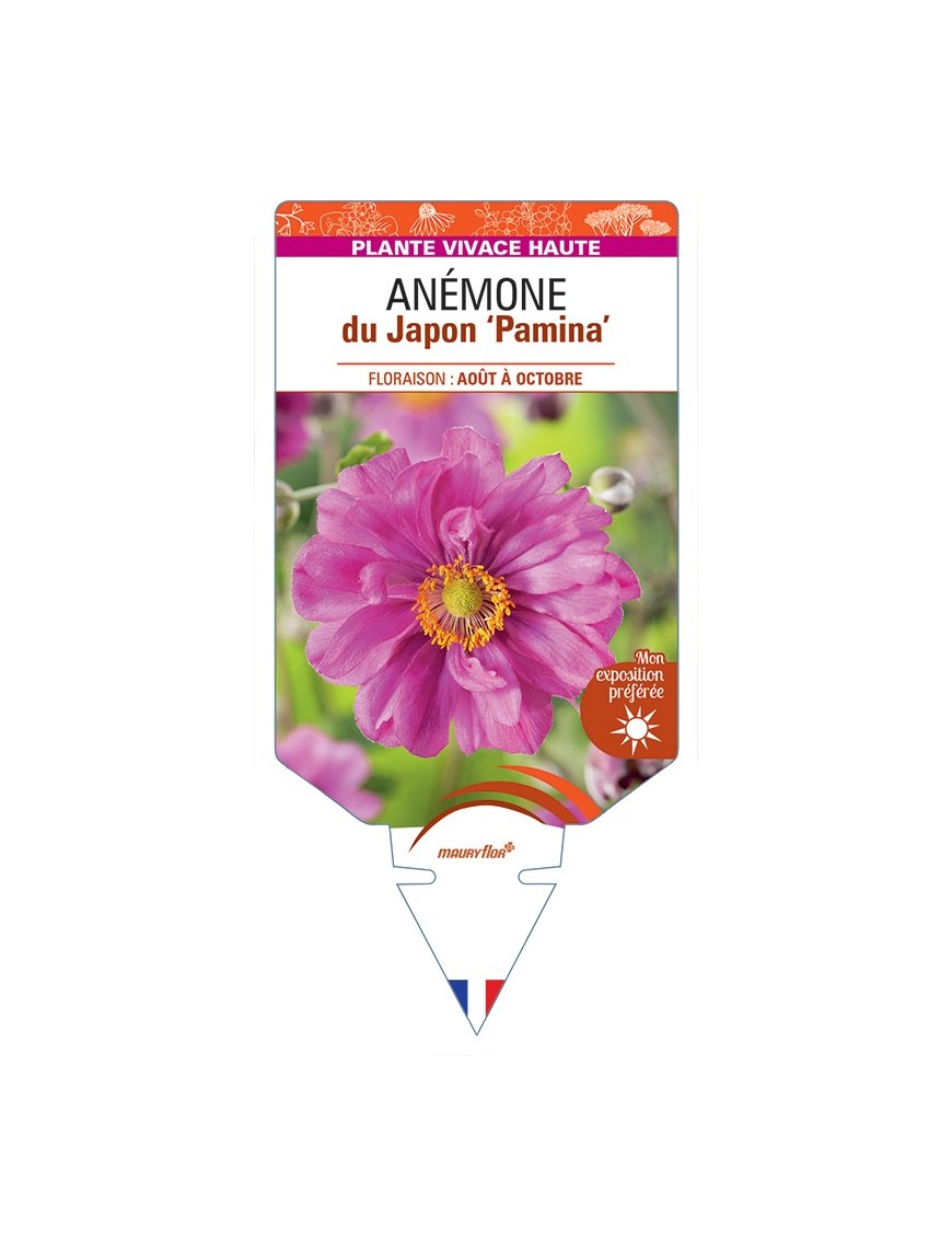 ANEMONE x hybrida Pamina voir Anémone du Japon
