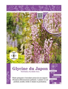 WISTERIA FLORIBUNDA voir GLYCINE DU JAPON (rose)