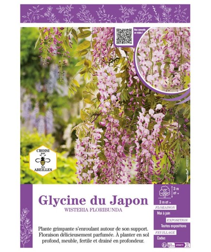 WISTERIA FLORIBUNDA voir GLYCINE DU JAPON (rose)