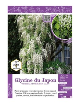 WISTERIA FLORIBUNDA ALBA voir GLYCINE DU JAPON