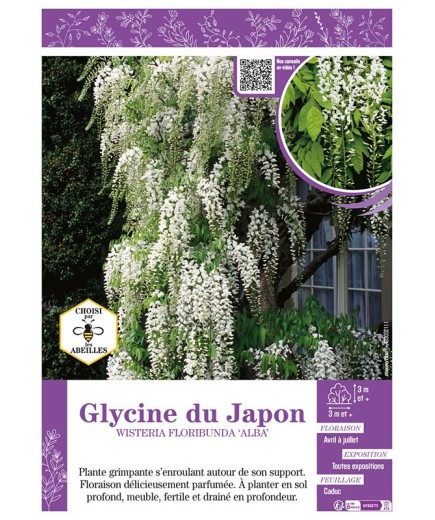 WISTERIA FLORIBUNDA ALBA voir GLYCINE DU JAPON