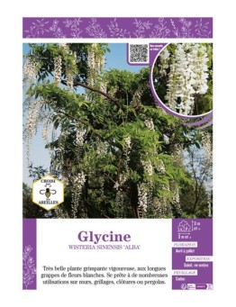 WISTERIA SINENSIS ALBA voir GLYCINE (blanche)