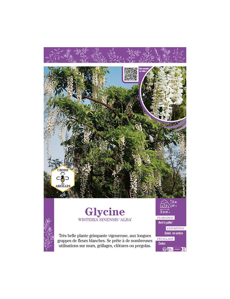 WISTERIA SINENSIS ALBA voir GLYCINE (blanche)